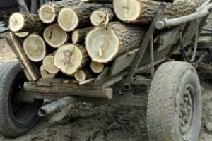 Prinşi în timp ce transportau cu căruţa lemne furate