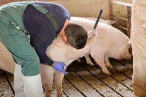 Cu PORCUL LA CONTROL, în Ceair şi Smârdan!