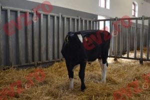 Animale acuzate de CRIMĂ. Dosar PENAL pentru trei VACI şi un TAUR. Au intervenit MASCAȚII