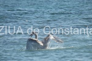  Veterinarii din judetul Tulcea in alerta: Exista risc de aparitie a gripei aviare si a pestei micilor rumegatoare