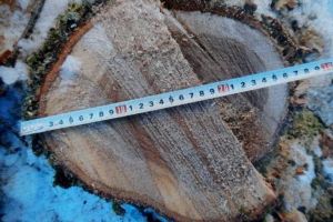 Angajaţii unei firme au lăsat un bătrân fără lemne de foc