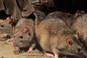 Ce RIȘTI dacă dai drumul la ȘOBOLANI în Parlamentul din Rusia