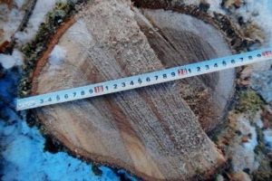 Angajaţii unei firme, cercetaţi pentru furt de lemne, după ce un pensionar a sunat la 112