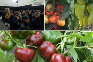 Agrosel prezintă, vineri, la Băleni, top 5 hibrizi de legume adaptaţi condiţiilor climatice din România