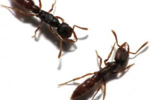 Dracula. O creatură sângeroasă a reînviat legenda. Foto şocant în articol