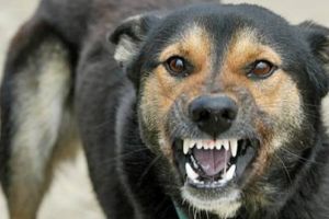 Eleve atacate şi muşcate de un câine, în zona Podului Golescu