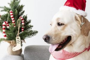 Zi dedicată iubitorilor de animale