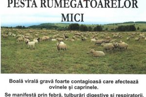 In atentia proprietarilor de capre, oi si pasari de curte! Mesaj IMPORTANT de la Primaria Ploiesti