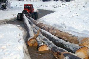 Se înmulţesc tăierile ilegale de arbori