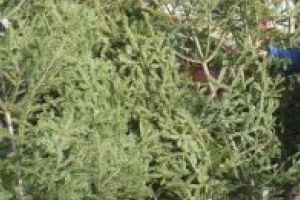 Bradul natural de Crăciun, pus la dispoziţie şi în acest an de Romsilva