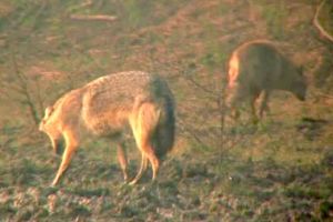 Fiarele venite din Africa şi Asia în România – Devorează tot şi sunt feroce