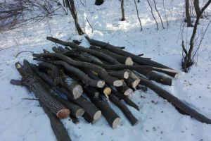 Hoţi de lemne prinşi la Vurpăr – Amenzi de 25.000 de lei