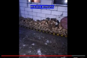 Perchezitii in Valenii de Munte, la persoane banuite de taieri ilegale/ VIDEO de la actiune