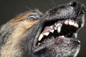 Câini periculoşi, lăsaţi liberi la Turcineşti