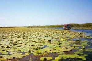 Creatura a pus STĂPÂNIRE pe Delta Dunării. S-a ÎNMULȚIT fără MĂSURĂ. Specialiştii trag un SEMNAL de ALARMĂ