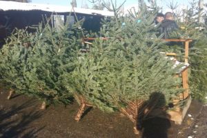 FOTO – Au ajuns brazii în pieţele din Sibiu – Preţuri şi informaţii utile