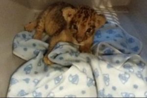 Leuţul Paco se mută la Târgu Mureş