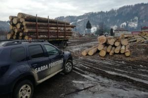 Sancţiuni de peste 80.000 de lei, aplicate de Garda Forestieră Suceava, în timpul unor ...