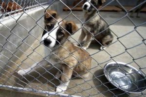 Lecţie de civilizaţie: Țara din Europa în care este interzisă adopţia animalelor în perioada Sărbătorilor – „Un câine este pe viaţă, nu doar de Crăciun”