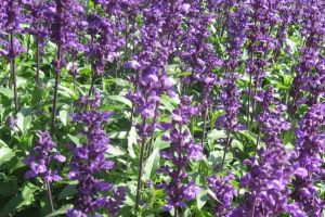 Salvia (Salvia officinale) – beneficii şi proprietăţi