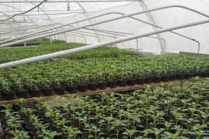 Producerea răsadurilor şi a legumelor în micile ferme comerciale şi în grădinile familiale