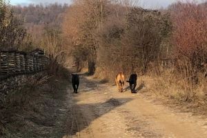 Câini periculoşi, lăsaţi liberi la Turcineşti