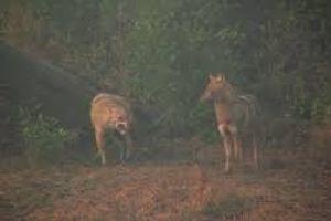 Fiara care a ajuns în România şi s-a înmulţit necontrolat. A făcut masacru în Deltă