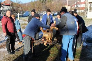 Tradiţionala sacrificare a porcului de Crăciun, la Complexul de Îngrijire şi Asistenţă Dobriţa