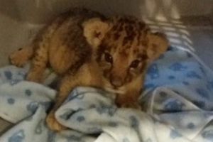 FOTO: Pui de leu transferat la Zoo Târgu-Mureş de la Timişoara!