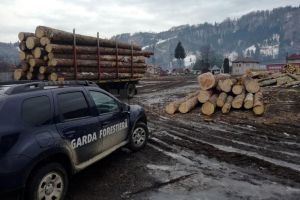 Sancţiuni de peste 80.000 de lei, aplicate de Garda Forestieră Suceava, în urma unor ...