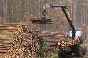 ALERTĂ. România poate ajunge în blocaj economic în sectorul forestier. Drumul sinuos de la criza de mediu la cea a lemnului de foc
