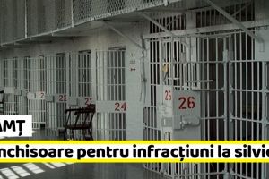Neamţ: 1 an şi 6 luni de închisoare pentru infracţiuni la regimul silvic