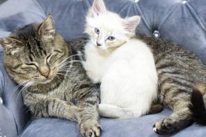 VIDEO: Imagini emotionante cu un motan salbatic ce a devenit bunicul ideal pentru pui de pisica orfani