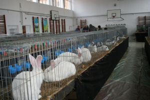 Cele mai frumoase exemplare de iepuri de casă, găini şi porumbei, într-o expoziţie la Şcoala „Avram Iancu” (FOTO)