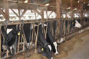 Firmele şi PFA-urile vor primi bani să angajeze tineri în agricultură şi în industria alimentară