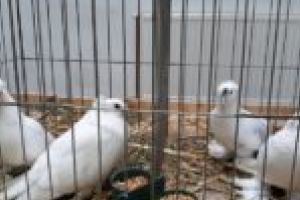 Peste 500 de păsări şi animale mici de rasă, în competiţie la Caransebeş. În acest weekend!