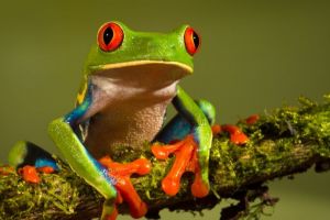 STUDIU: Broaştele care trăiesc în oraş scot sunete mai atractive decât cele de la sat