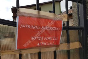 Focar de pesta porcină, confirmat în sudul jdeţului, cu câteva zile înainte de Crăciun