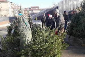 Au apărut brazii în pieţele orădene