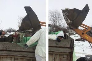 ȘELARU: 61 de porci sacrificaţi în ferma cu pestă. Autorităţile nu intervin în gospodăriile populaţiei