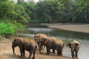 La un sanctuar dedicat elefantilor varstnici din Thailanda, pahidermele se relaxeaza pe acorduri muzicale