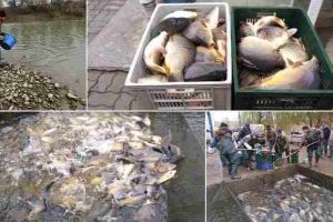 FOTO. Râul Mureş, populat pe raza municipiului Alba Iulia, cu 1000 de kg de crap românesc