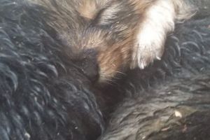 VIDEO EMOȚIONANT: Căţei salvaţi de pe munte de jandarmi gorjeni