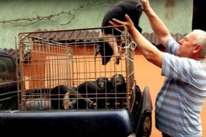 TROC INEDIT de sfârşit de an. LEPTOP contra purcei