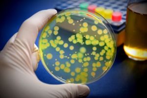 Bacil piocianic, descoperit în spitalul din Roşiorii de Vede