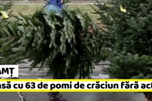 Neamţ: Tânără de 21 de ani, prinsă cu 63 de pomi de crăciun fără acte