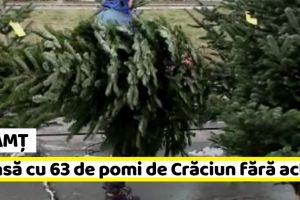 Neamţ: Tânără de 21 de ani, prinsă cu 63 de pomi de Crăciun fără acte