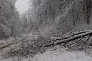 FOTO. Copaci căzuţi pe şosea în Satu Mare. Drum judeţean blocat