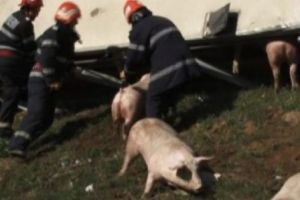 ACUM – Arde un autocamion cu PORCI pe Autostrada A1!