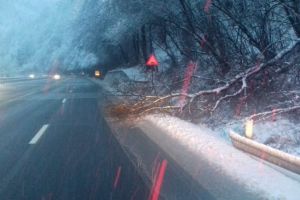 FOTO VIDEO Cad copaci pe Valea Oltului. Mare atenţie